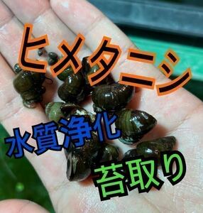 ヒメタニシ 100個＋α トリートメント済 水質浄化！苔取り！1