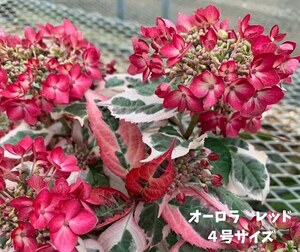 今春開花予定☆彡オーロラレッド　斑入りの葉も美しい