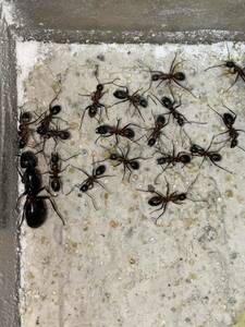 女王蟻　ムネアカオオアリ女王蟻一匹と働き蟻十五匹以上のコロニー