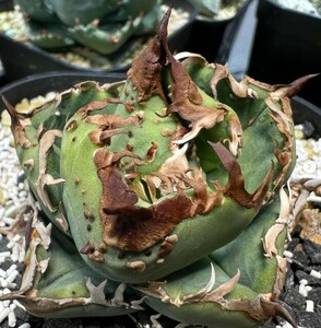 X11多肉植物アガベ チタノタ Agave titanota 金強棘 狂刺 子株