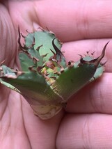 X1多肉植物アガベ チタノタ Agave titanota 牛魔王 強棘 狂刺 子株_画像3