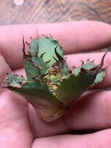 X1多肉植物アガベ チタノタ Agave titanota 牛魔王 強棘 狂刺 子株_画像5