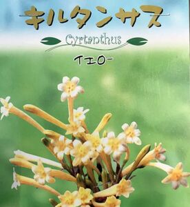 キルタンサス　イエロー　球根　１０球