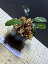 ★ブセファランドラ sp. ピンクレディ★Bucephalandra sp. Pink Rady ★ボルネオ産　タグ付き_画像4