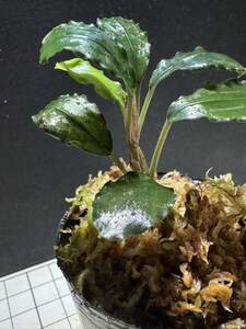 ★ブセファランドラ sp. ブラックダイヤモンド★Bucephalandra sp. Black Diamond ★ボルネオ産　タグ付き