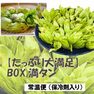 【保冷剤入り】［にいがた魚沼］豪雪地帯の 天然ふきのとう BOXいっぱい（約400g）/ ほろ苦い春の香り