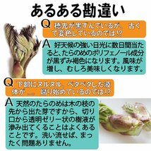 【早期予約に限り100円引】【保冷剤入り】[新潟魚沼] 豪雪地帯の 天然山菜 新3種 (コシアブラ・たらの芽・ふきのとう) BOX満タン/ 約450g_画像9