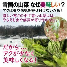 【早期予約に限り100円引】【保冷剤入り】[新潟魚沼産] 豪雪地帯天然山菜４種「コシアブラ・たらの芽・こごみ・ふきのとう」/ 約500g_画像3