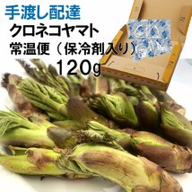 【早期予約割引】【保冷剤入り】[120g] [新潟魚沼産] 豪雪地帯の 天然 たらの芽 約120g 採りたて ～広がるほろ苦い春の香り_画像2