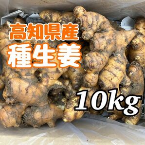 高知県産　種生姜　10kg