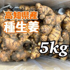高知県産　種生姜　5kg 
