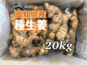 高知県産　種生姜　20kg