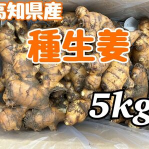 高知県産　種生姜　5kg 