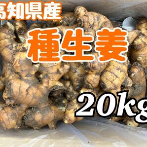 高知県産　種生姜　20kg