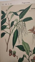 『普通植物図譜』◆『しらがし、あかがし』◇多色刷石版画、村越三千男写生画 ◇「牧野富太郎、らんまん」◇明治42年 ◇解説書付_画像4