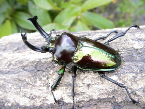 ニジイロクワガタ　ピカール血統　♂51mm♀37mmペア　ニジイロピカール