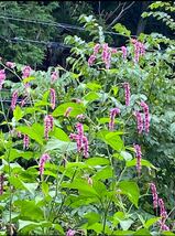 オオケタデ　大毛蓼の種子　50粒　巨大植物　タデ　蓼科　　　タデ大きな赤い穂のような花 目を惹きます _画像1