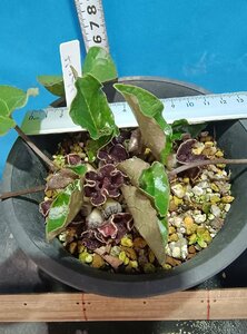 キンチャクカンアオイ 19　フリル赤花　花多数付　大株