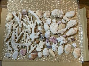 貝殻　珊瑚詰合せ！ネコポスいっぱい