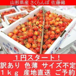 3個出品 ご予約 訳あり 色薄 山形県産 さくらんぼ 佐藤錦 サイズ 不定 1kg 産地直送 6月末から順次出荷 さんきん1円の画像1