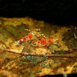 [100g]自然モモタマナマジックリーフ(無農薬)アロワナ・金魚・めだか・熱帯魚・ベタ・グッピー専用2の画像4