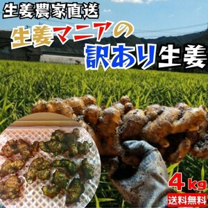 農家直送！土佐の大生姜4㎏ 訳あり品 高知県産　美味しさに変わりなし！小さいので料理に使いやすいです！