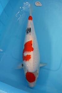  Showa era three color Ueno series 3 -years old approximately 46cm circle heaven one-side pattern . sause!... Challenger 