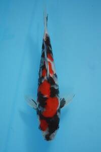  Showa era three color Ueno . fish place production 2 -years old approximately 28cm