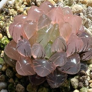  succulent plant is oru Cheer haworthia OB one owner b two sa. glue . super-beauty goods 