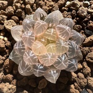  succulent plant is oruchi blue b two sa.. light . glue . rare goods 