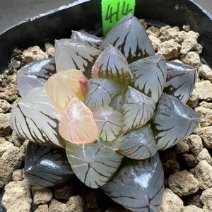  succulent plant is oru Cheer haworthia dragon nail ob two sa. red . entering finest quality .