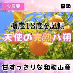 特価！ゼリー食感！甘い! すっきり！B級の天使のはっさく 10kg みかん 八朔