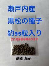 黒松の種(種子)兵庫瀬戸内地方産　約95個１袋　その10_画像1