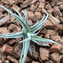 Tillandsia streptocarpa 'Fat Boy' チランジア ストレプトカルパ ‘ファットボーイ’ ティランジア_画像6