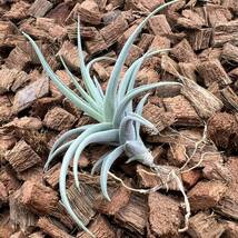 Tillandsia streptocarpa 'Fat Boy' チランジア ストレプトカルパ ‘ファットボーイ’ ティランジア_画像7