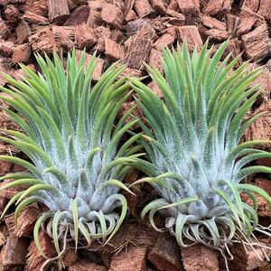 Tillandsia ionantha 'Ron' 選抜株 栄養繁殖株 チランジア イオナンタ ‘ロン’ ティランジア レインフォレスト由来