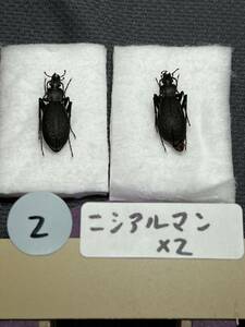 No.2珍品　ニシアルマンオサムシ　御嶽山産　昆虫標本