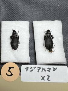 No.5珍品　フジアルマンオサムシ　富士山産　昆虫標本