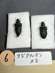 No.6珍品　フジアルマンオサムシ　富士山産　昆虫標本