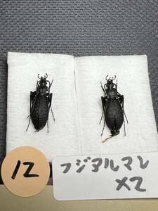 No.12珍品　フジアルマンオサムシ　富士山産　昆虫標本