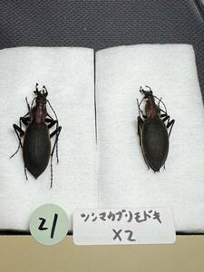 No.21 珍産地ツシマカブリモドキ　オソロシドコロ産　昆虫標本