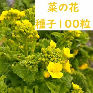 【自己紹介後半にあり】【4.5.9.10月種まき】食用 菜の花 ナバナ 種子100粒＋ 2023年採種