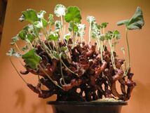 71 Pelargonium mirabile ペラルゴニウム ミラビレ サボテン 多肉植物 塊根　コーデックス 塊茎_画像2