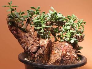59 Ceraria pygmaea R5/1月 ケラリア ピグマエア サボテン 多肉植物 塊根　コーデックス 塊茎