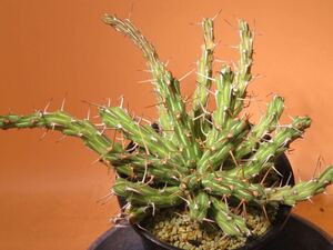64 Euphorbia aff. Kalisana R5/7月 ユーフォルビア カリサナ サボテン 多肉植物 塊根　コーデックス 塊茎