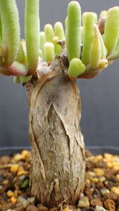 多肉植物　フィロボルス（スパルマンサス）　テヌイフロルス 　塊根塊茎種　実生苗　なかなかマニアックな1品　1