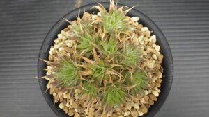 多肉植物　デウテロコニア　ブレビフォリア ssp　クロランサ　小型種　2