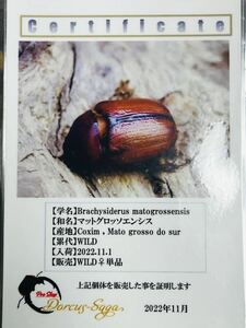 Mat Glossoen Sco Tsunohina Kabuto 2 Order (Matglossoensis)