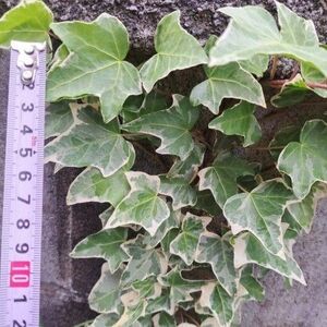 観葉植物 斑入り ヘデラ アイビー 30cm以上カット