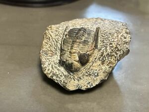 古生代 デボン紀 三葉虫 ズリコバスピス 化石